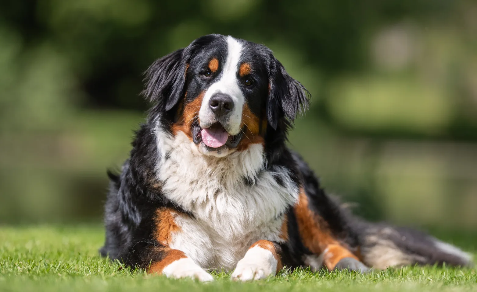 Older dog sitting in grass